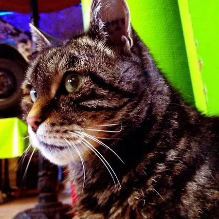 Woodstock Montmartre By Hiphophostels